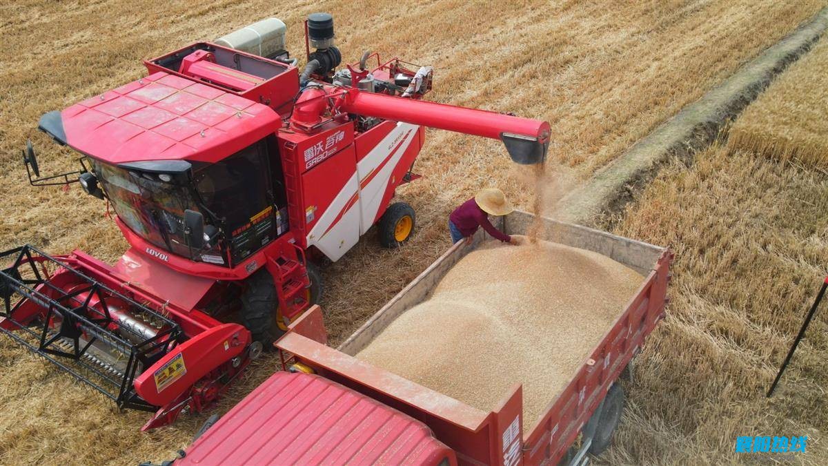 全市540万亩小麦陆续成熟 各地抢抓晴好天气开镰收割